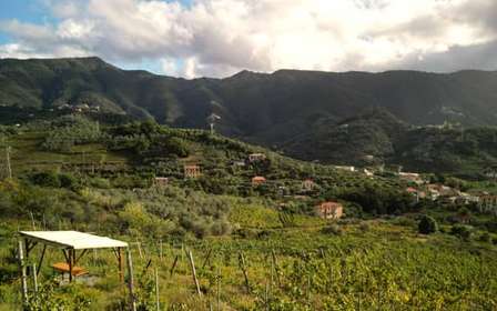 Lievàntu Wine Experience: Tour & tasting in Levanto Valley