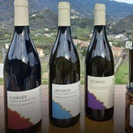 Lievàntu Wine Experience: Tour e degustazione nella Valle di Levanto