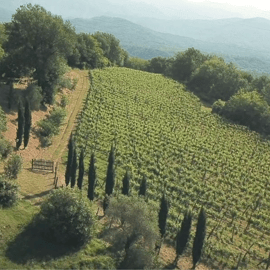Tour della cantina e degustazione nella Toscana settentrionale