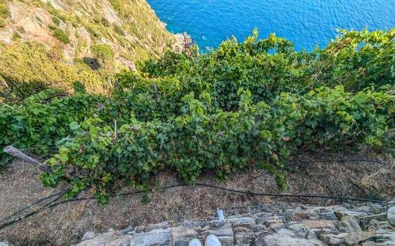 Riomaggiore: Vineyard & Wine Cellar Tour with Wine Tasting