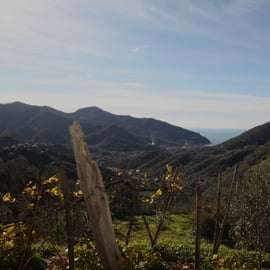 Lievàntu Wine Experience: Tour e degustazione nella Valle di Levanto