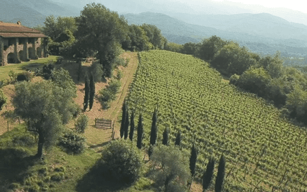 Boutique Winery Tour & Tasting in North Tuscany
