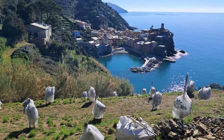 Lemon tour with limoncino tasting in Vernazza (Cinque Terre)