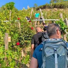 Vernazza: Panoramatická túra vinicemi s ochutnávkou vína