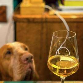 Cinque Terre: Wine & Food Tasting in Monterosso