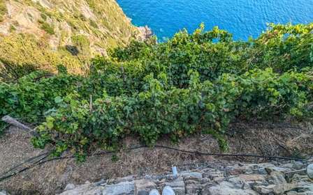 Riomaggiore: Vineyard & Wine Cellar Tour with Wine Tasting
