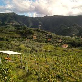 Lievàntu Wine Experience: Tour e degustazione nella Valle di Levanto