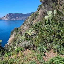 Lemon tour with limoncino tasting in Vernazza (Cinque Terre)