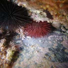 Cinque Terre: 2-Hour Snorkeling Experience