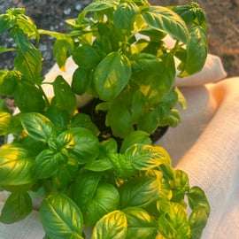 Buio Pesto Experience – Festung von Sarzanello