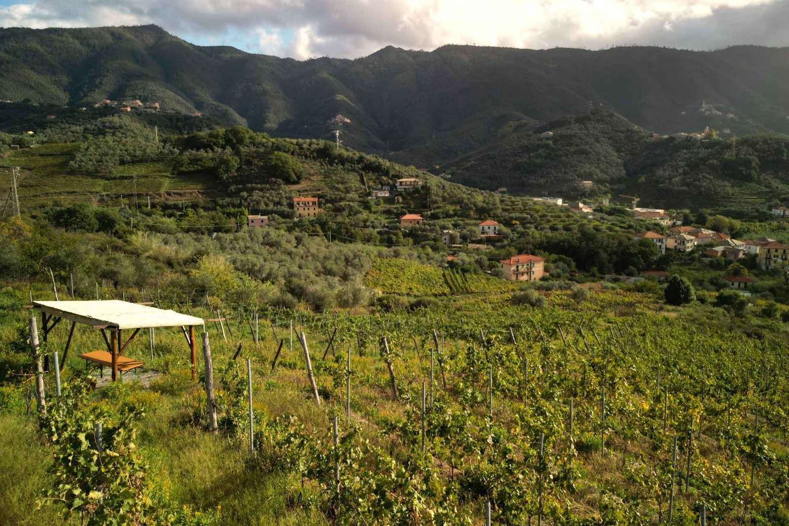 Lievàntu Wine Experience: Tour e degustazione nella Valle di Levanto