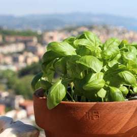 La Spezia: Ligurian wine tasting and authentic pesto class