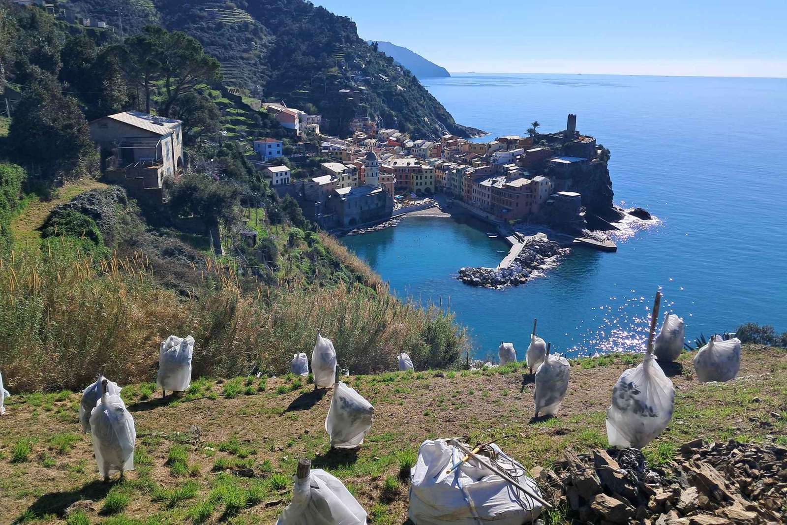 Lemon tour with limoncino tasting in Vernazza (Cinque Terre)