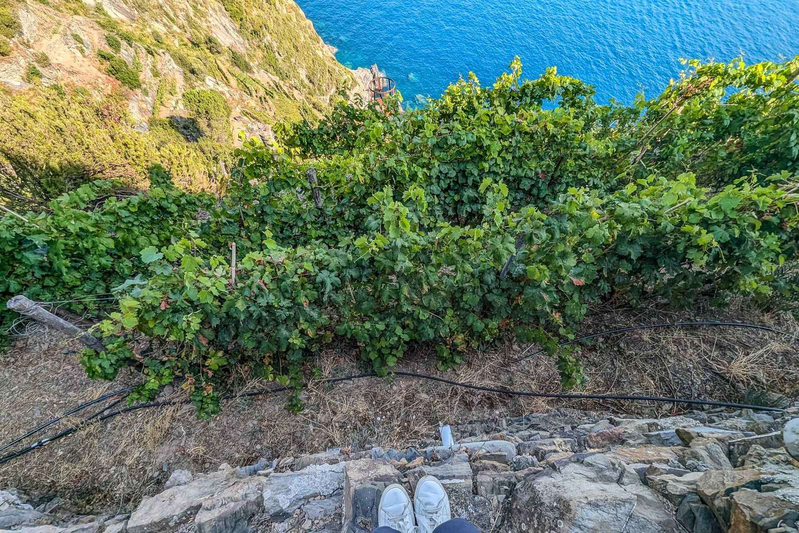 Riomaggiore: wycieczka do winnicy i piwnicy z degustacją wina