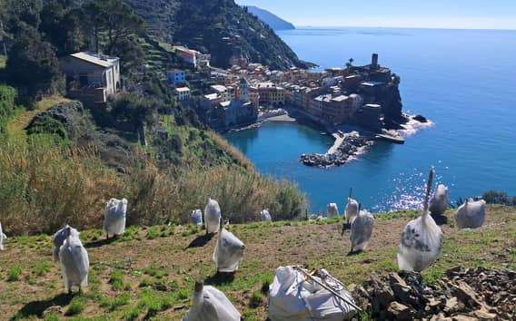 Lemon tour with limoncino tasting in Vernazza (Cinque Terre)