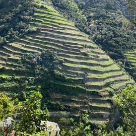 Vernazza Cinque Terre: Wine tasting and scenic vineyard tour
